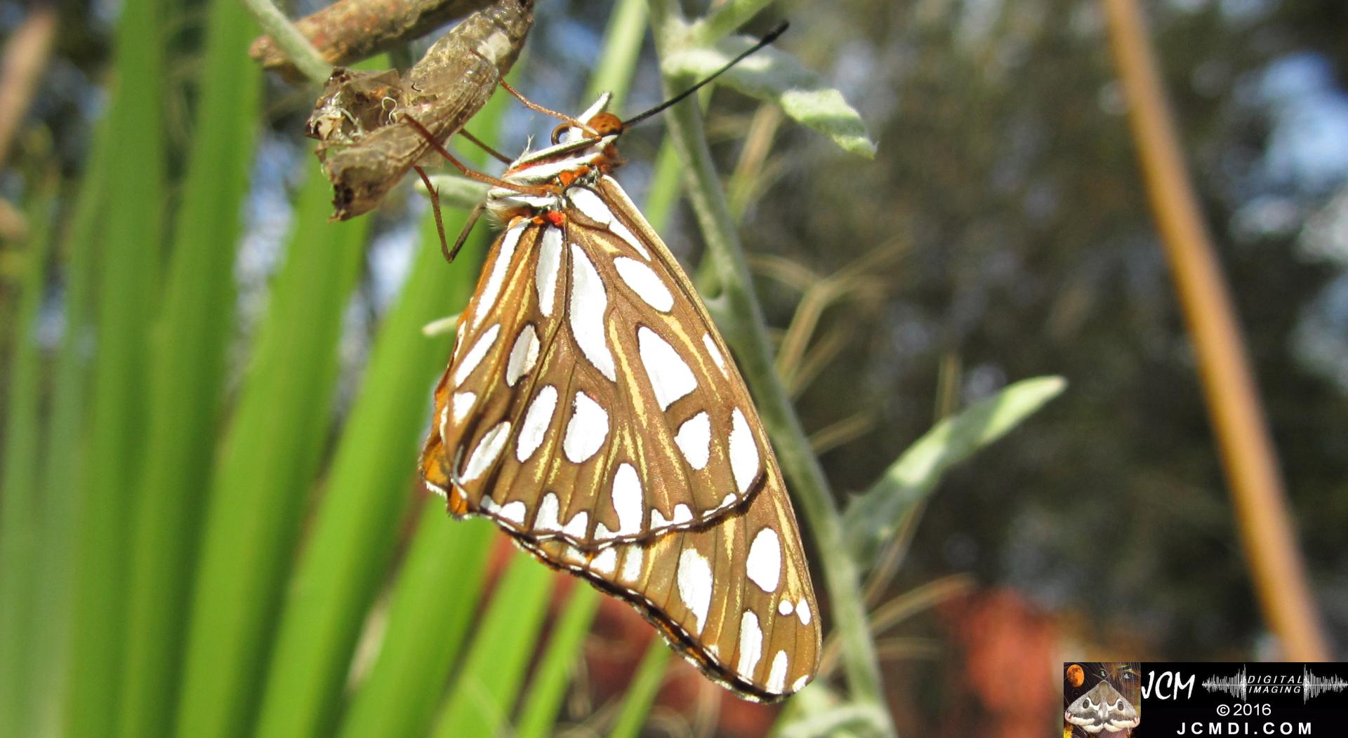 20160920 IMG_0789 Gulf Fritillary Butterfly emerged in sunlight.jpg